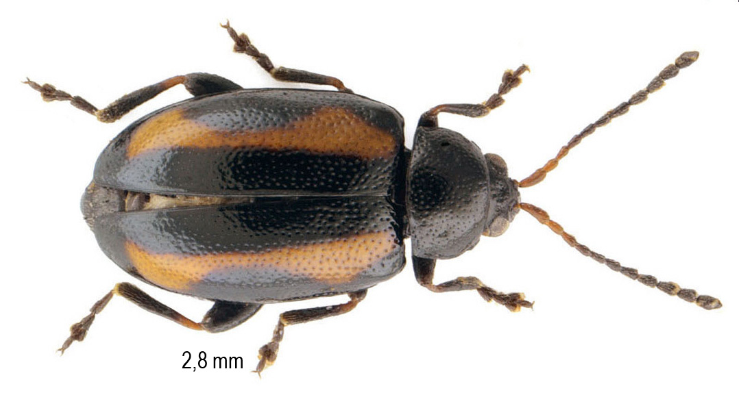 Phyllotreta tetrastigma (Comolli, 1837)